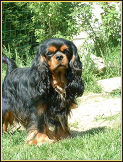 Cavalier king charle